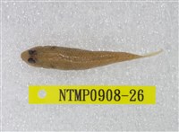 藏品(極樂鰕虎)的圖片